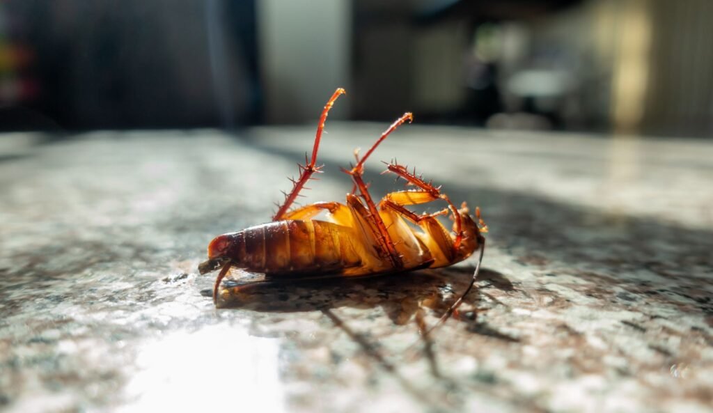 kaip išnaikinti tarakonus namuose