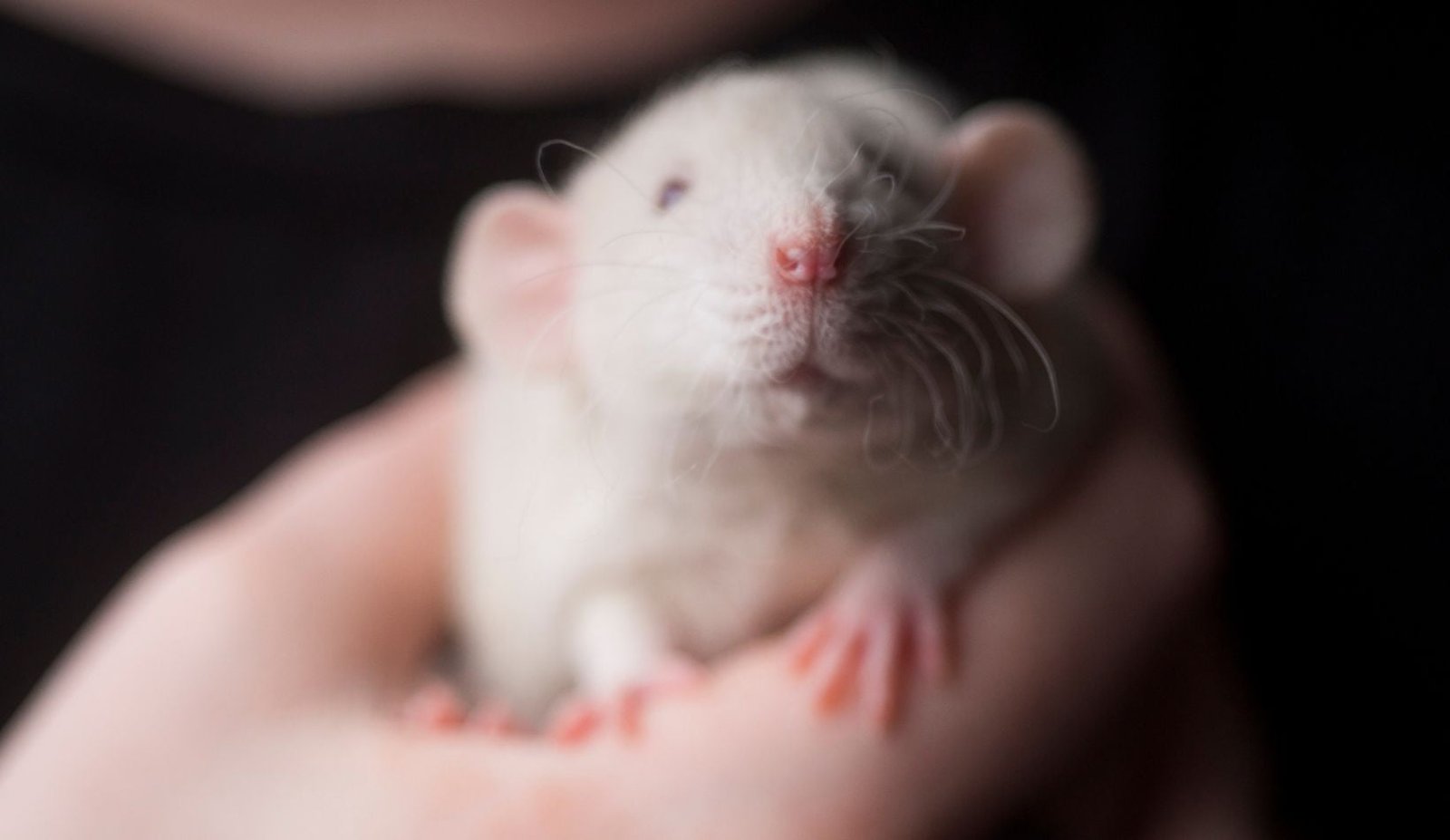 mouse