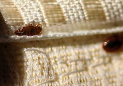 Bed bugs in the house