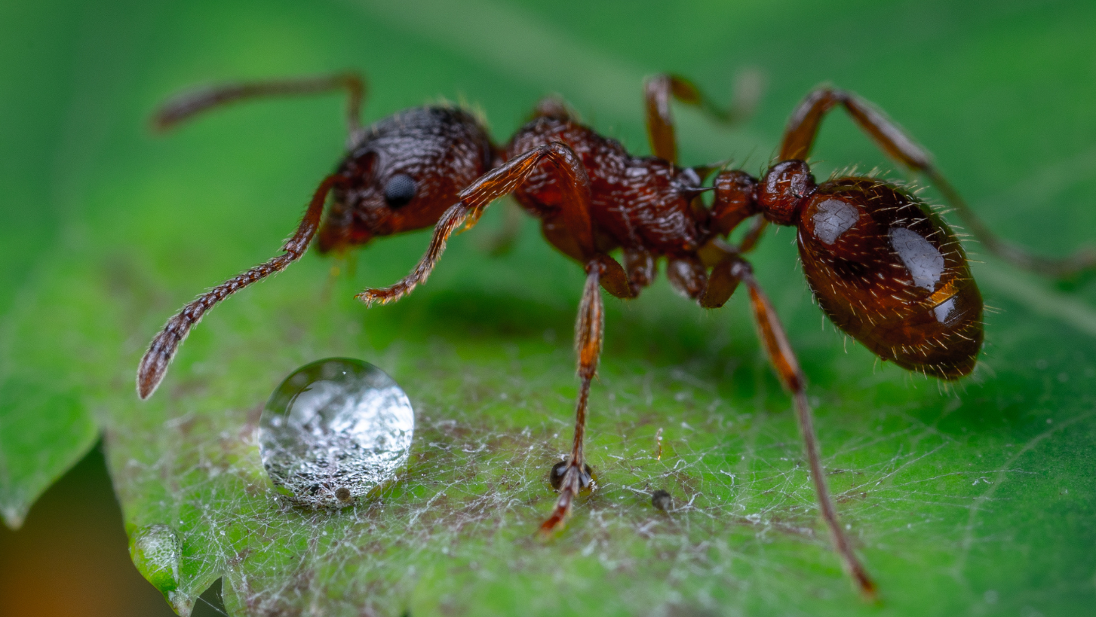 skruzdė gamtoje