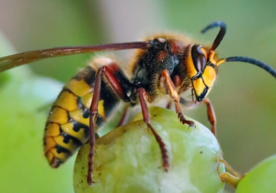 širšė ant vynuogės
