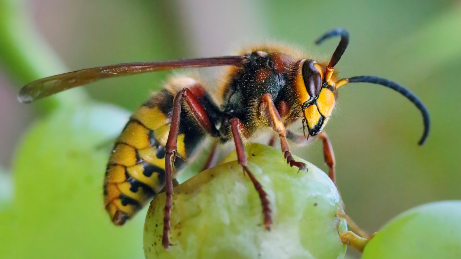 širšė ant vynuogės