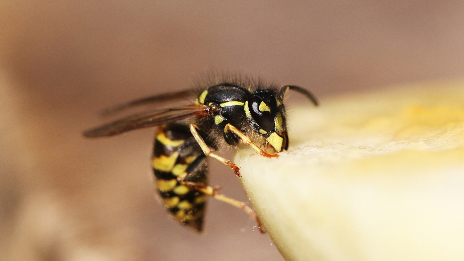 wasp