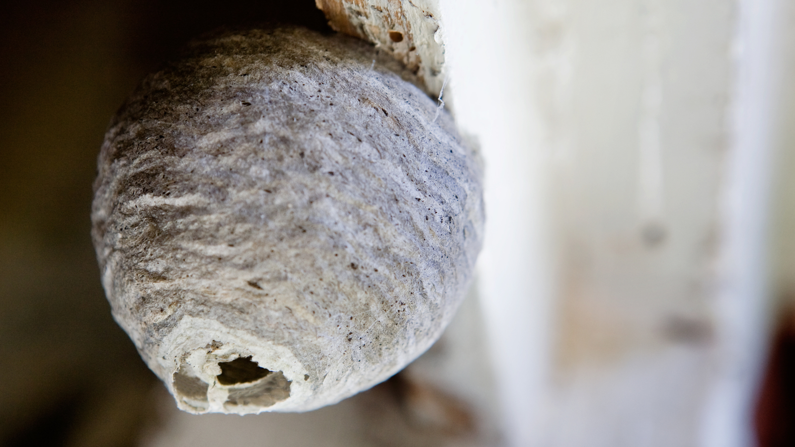 wasp nest