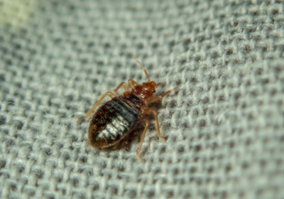 Bed bug in bedding