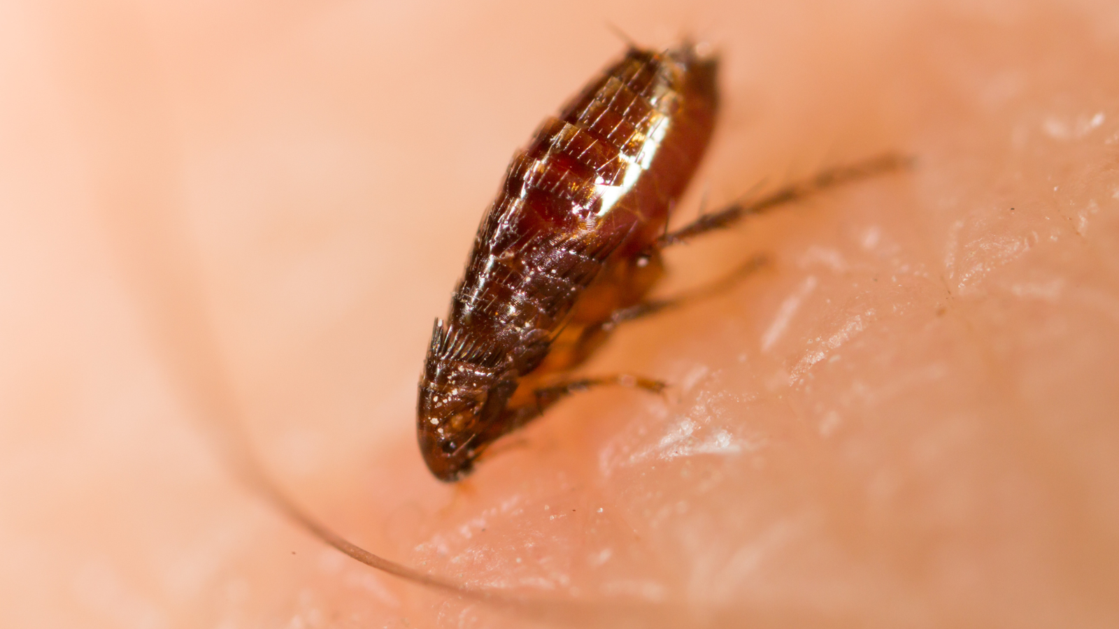 A flea on human skin