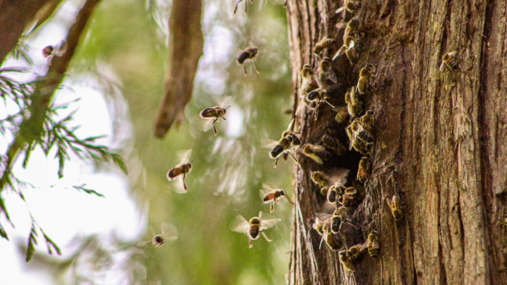 Bees' nest in a tree - if you are considering how to remove a bees' nest, it is important to know that it is usually not a danger and should not be removed