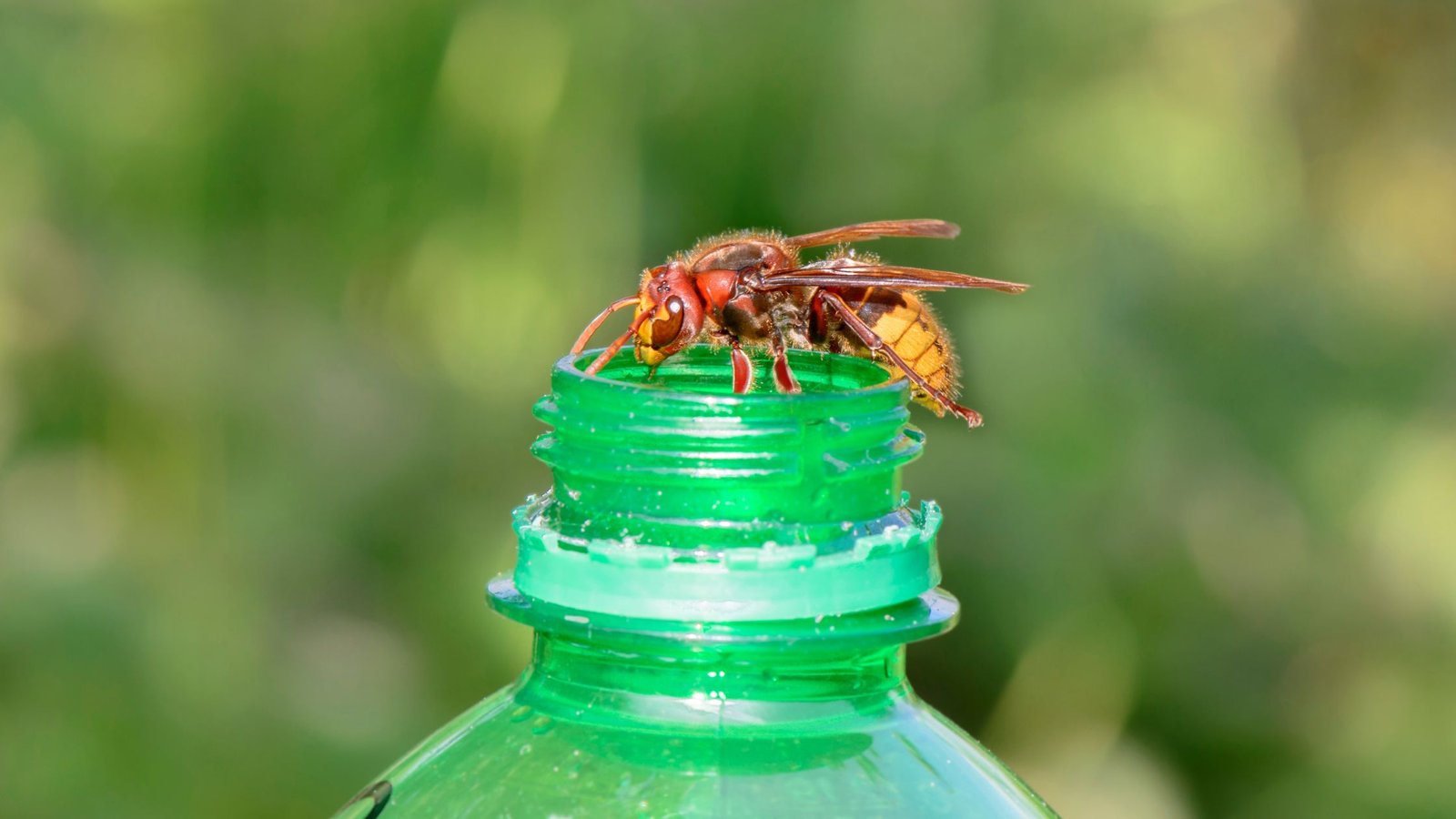 Širšė ant atidaryto gėrimo butelio, jas ypač vilioja saldūs gėrimai, todėl nepalikite jų atidengtų lauke