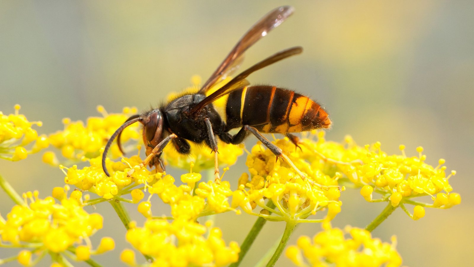 širšė ant gėlės