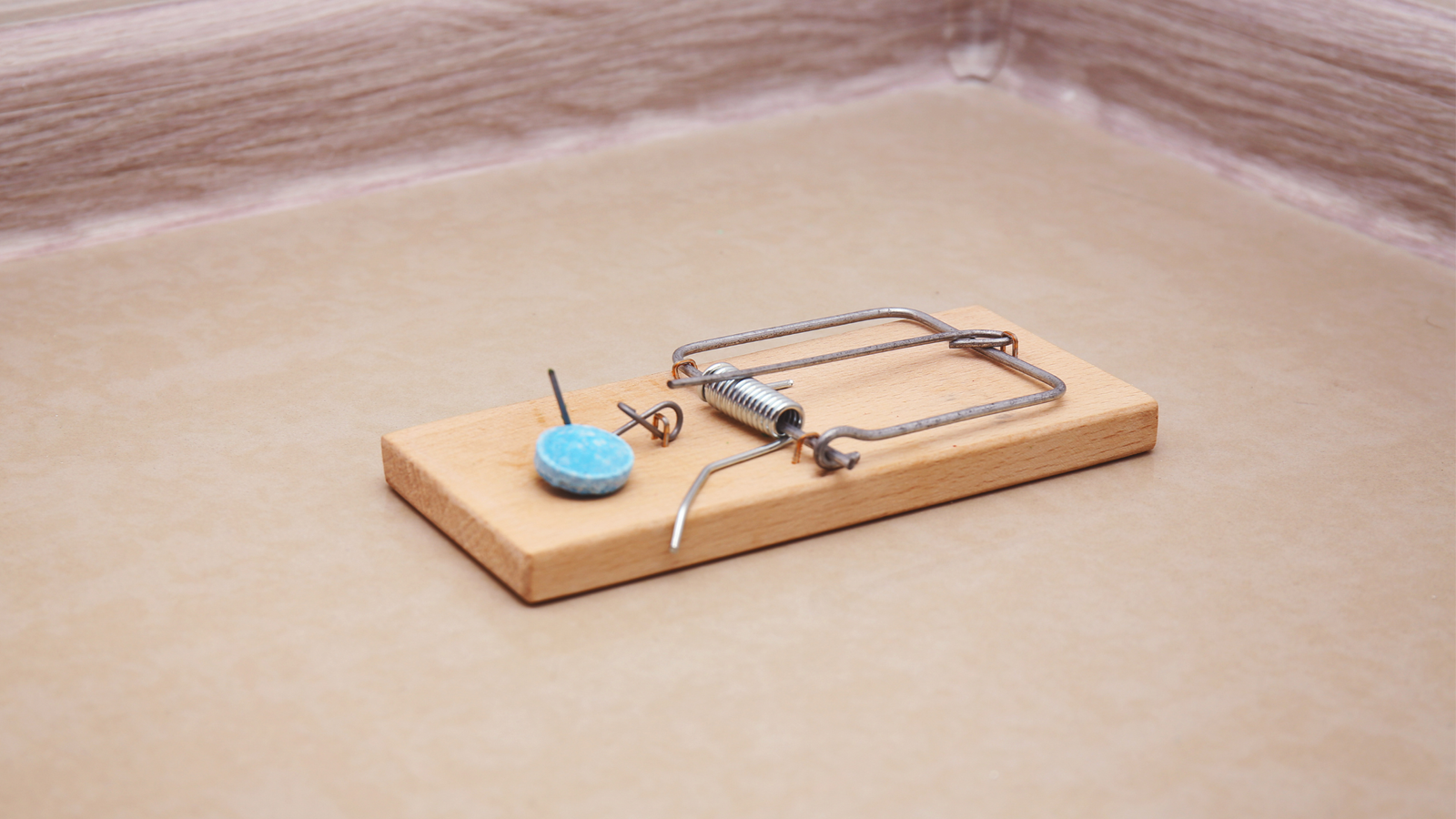 mouse poison on mouse traps