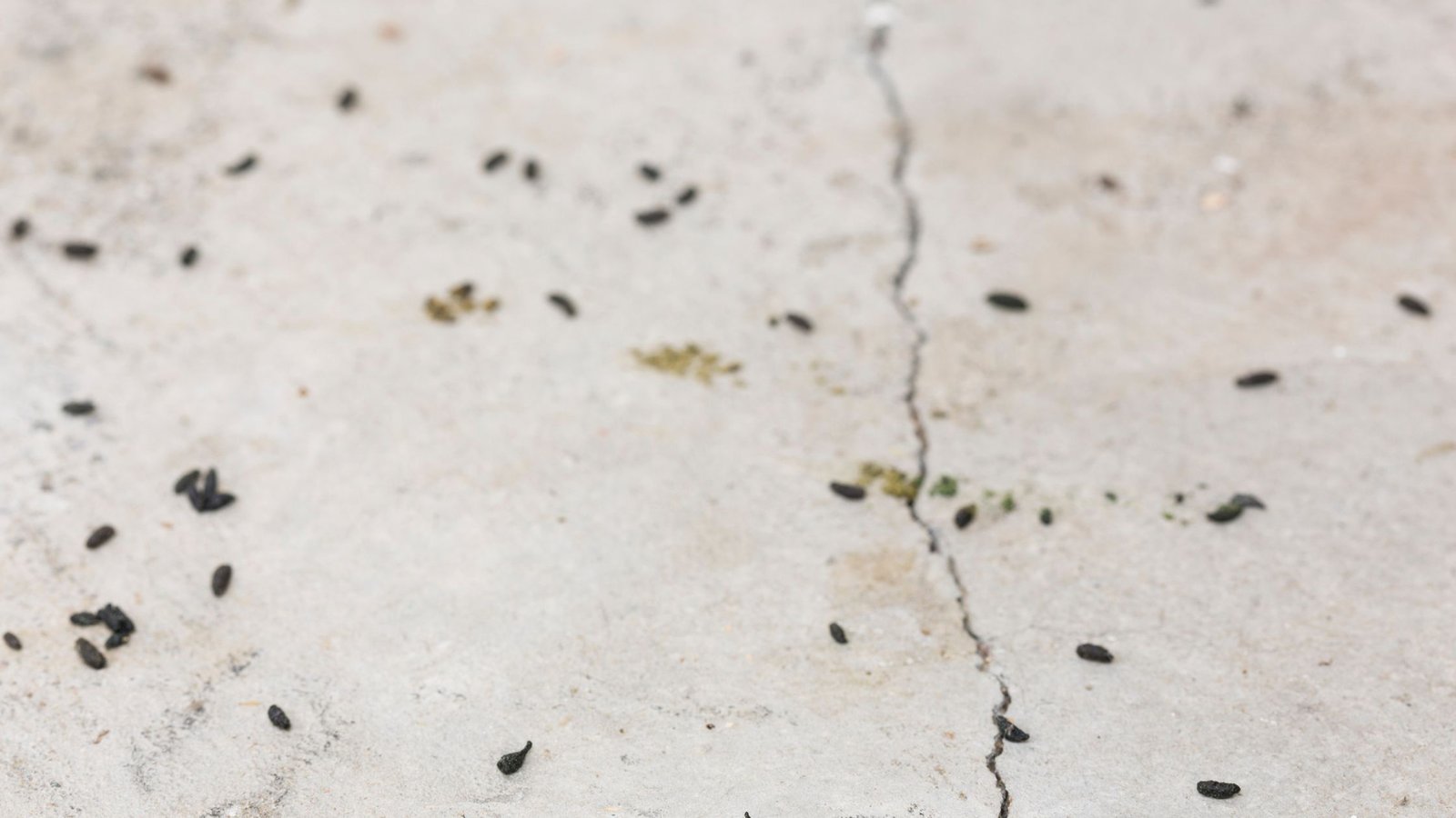 mouse droppings — a clear sign that rodents are in your home
