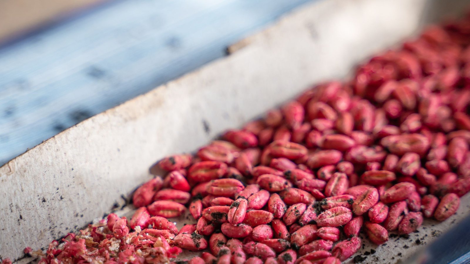 Žiurkių nuodai – jauko grūdeliai