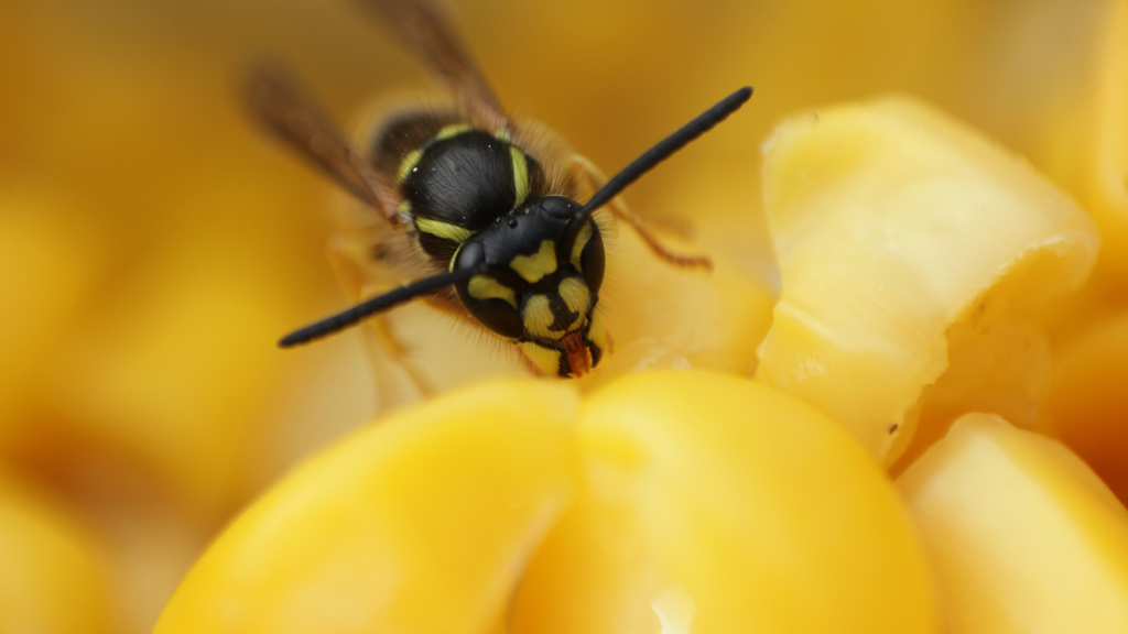 Vapsva ant maisto